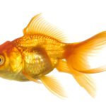 Gold Fish